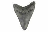 Juvenile Megalodon Tooth - South Carolina #171193-1